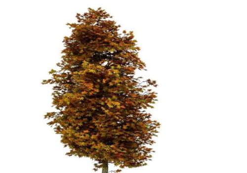 Autumn Maple Green Tree