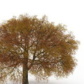 European Autumn Oak Tree