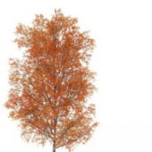 European Autumn Poplar Tree