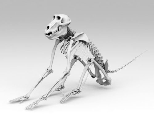 Animal Baboon Skeleton