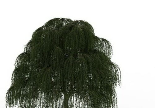 Babylon Weeping Willow Green Tree