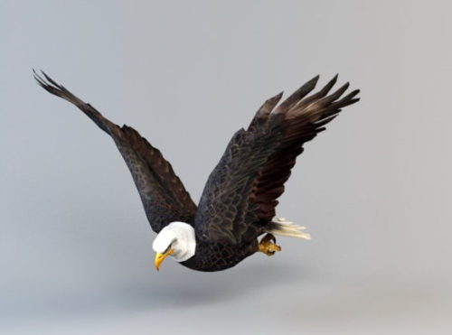 Animal Bald Eagle