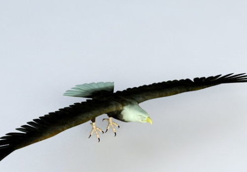Bald Eagle Flying | Animals