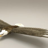 Mountain Bald Eagle Low Poly | Animals