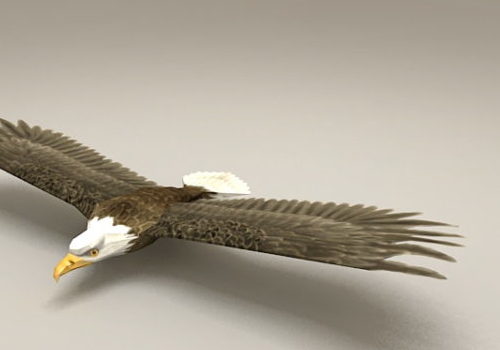 Mountain Bald Eagle Low Poly | Animals