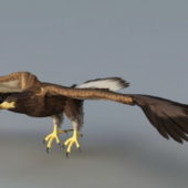 Bald Eagle Animal Rigged V1
