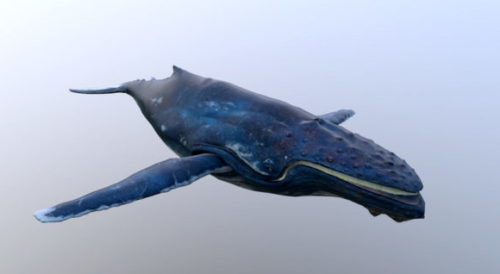 Sea Animal Baleen Whale