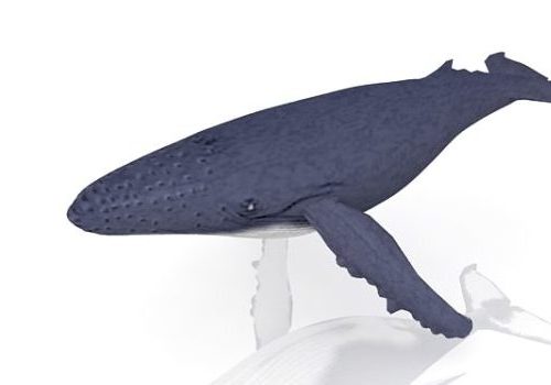 Baleen Whale Deep Sea Animal Animals
