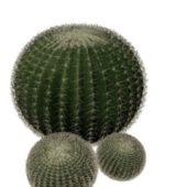 Garden Ball Cactus