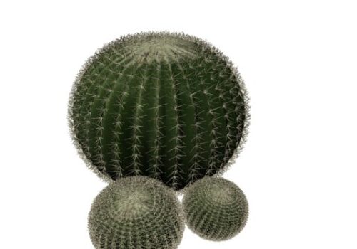 Garden Ball Cactus