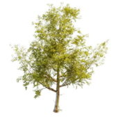 Balsam Poplar Nature Tree
