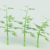 Nature Bamboo Plants