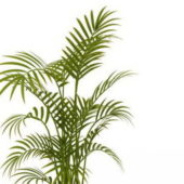 Bamboo Palm Green Plant