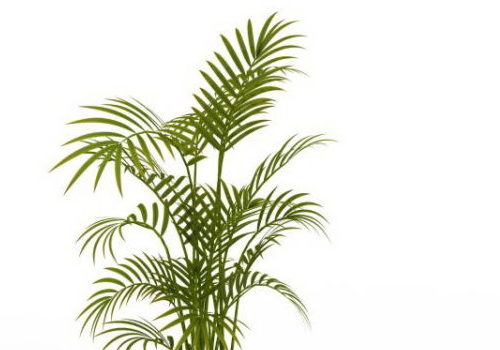 Bamboo Palm Green Plant