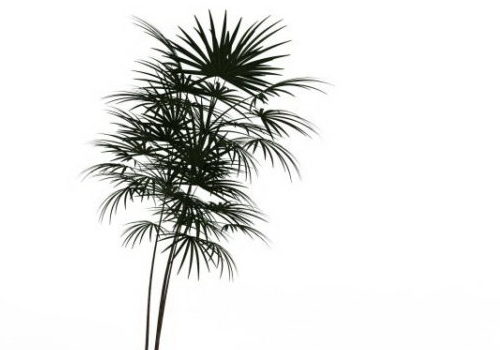 Green Bamboo Palm Tree