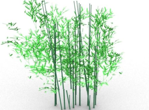 Nature Bamboo Plant