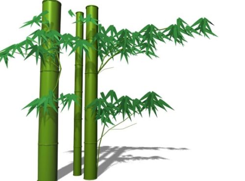 Plant Bamboo Stem