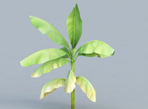 Nature Banana Leaf Tree