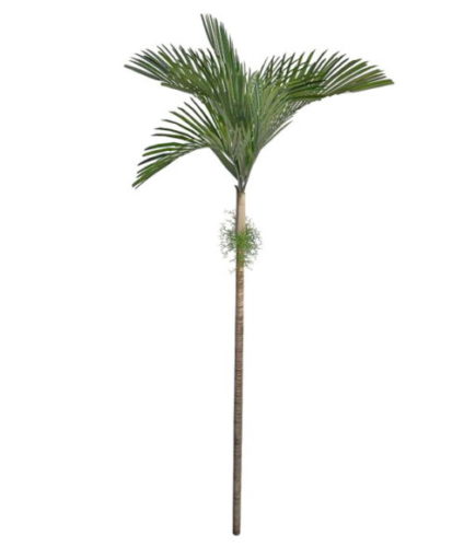 Nature Bangalow Palm Tree
