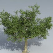 Nature Banyan Tree