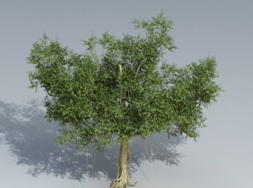 Nature Banyan Tree