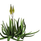 Garden Barbados Aloe