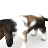 Basset Dog Pet Animals