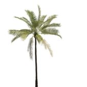 Green Beach Palm Tree