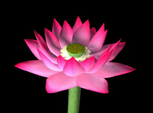 Garden Lotus Flower