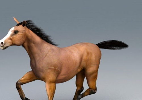 Beautiful Running Horse Animal