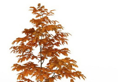 Beautiful Autumn Maple Tree