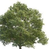 Beautiful Green Oak Tree