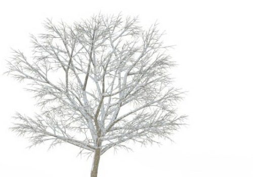 Winter Beautiful Snow Tree