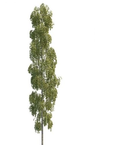 Beautiful Tall Poplar Green Tree