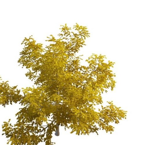 Beautiful Nature Yellow Tree