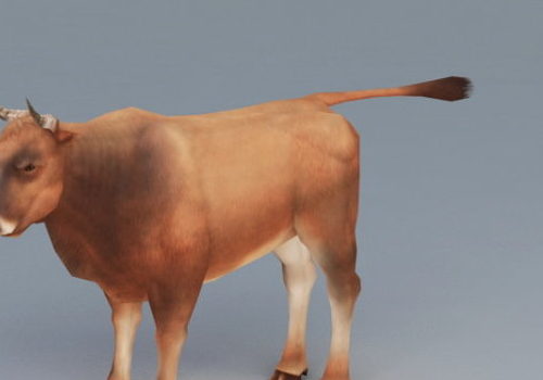 Beef Cattle | Animals