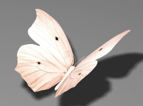 Beige Butterfly Animal