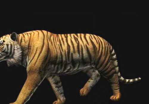 Wild Bengal Tiger Animation