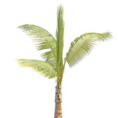 Tropical Betel Palm Tree