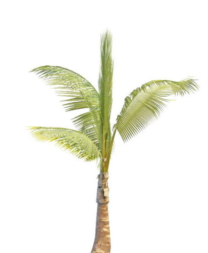 Tropical Betel Palm Tree