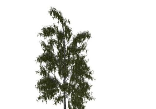Nature Betula Birch Tree
