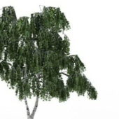 Betula Green Tree