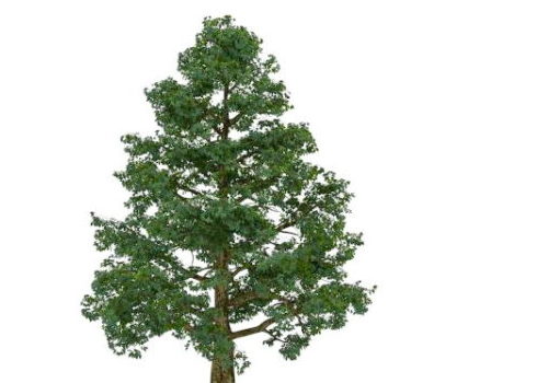 Bhutan Cypress Green Tree