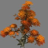 Nature Maple Tree