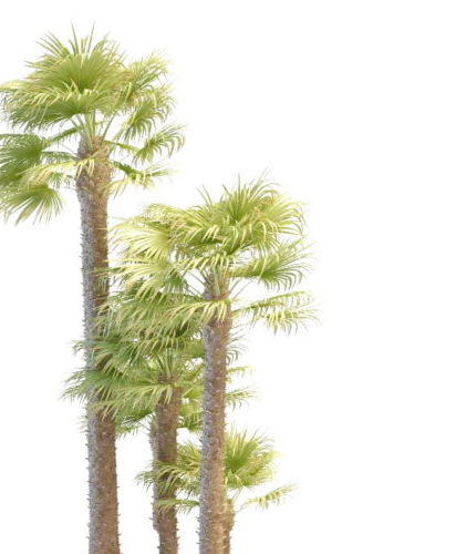 Windmill Palms Tree Collection