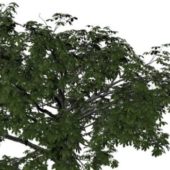Nature Chestnut Tree