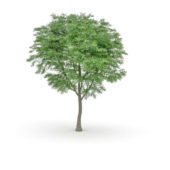 Nature Bigleaf Poplar Tree