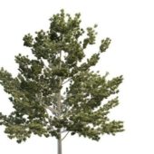 Green Bigtooth Aspen Tree