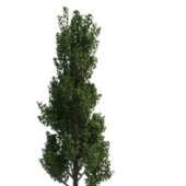 Birch Green Tree