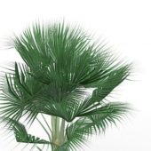European Bismarck Palm Tree